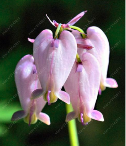 Dicentra Spectabilis Bleeding Heart classic cottage garden Seeds - (Color: 9)