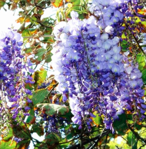 Rare Wisteria Seeds Ornamental Plant Beautiful for Home Garden - (Color: 5)