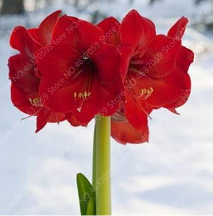 Amaryllis Flower Seeds Barbados Lily (Color: 7)