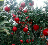 Rare Dwarf Pomegranate Tree Seed juicy health fruit Seed - (Color: A9)