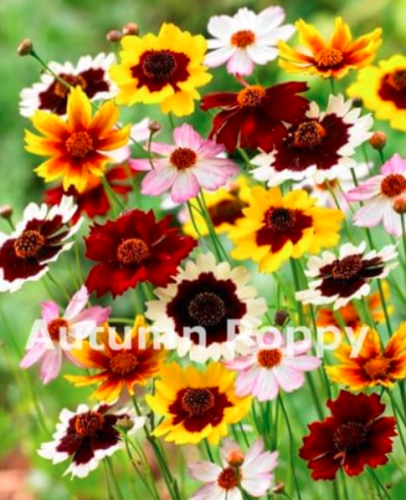 Rainbow Coreopsis Flower Seed, Rare Cosmos Chrysanthemum (Color: p)