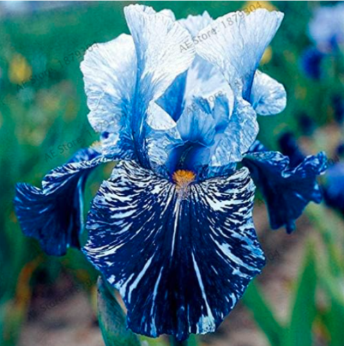 Iris Orchid Flower Seeds Butterfly iris Flower (Color: 12)