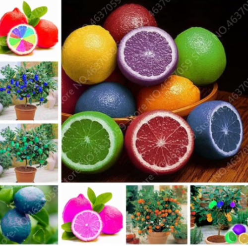 Edible Fruit Rainbow Lemon Seeds Citrus Limon Tree (Color: mixed)