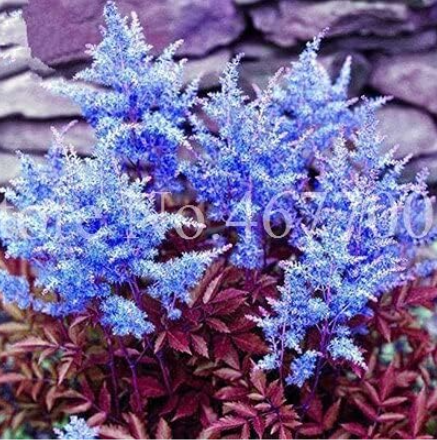 Astilbe Seed Exotic Beautiful Potted Flower (Color: 16)