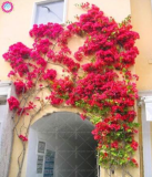 Brazil Bougainvillea Seed Beautiful Climbing Flower (Color: Mix)