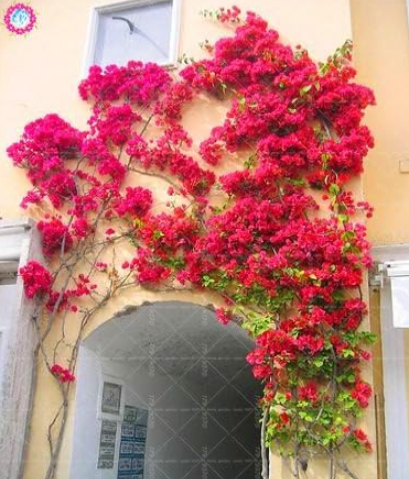 Brazil Bougainvillea Seed Beautiful Climbing Flower (Color: Mix)