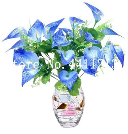 Calla Lily Seed,Rare Plants Flower Seeds (Color: 18)