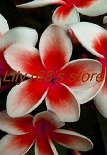 Plumeria Frangipani Hawaiian Flower Lei Exotic Rare EggFlower Seed (Color: A5)