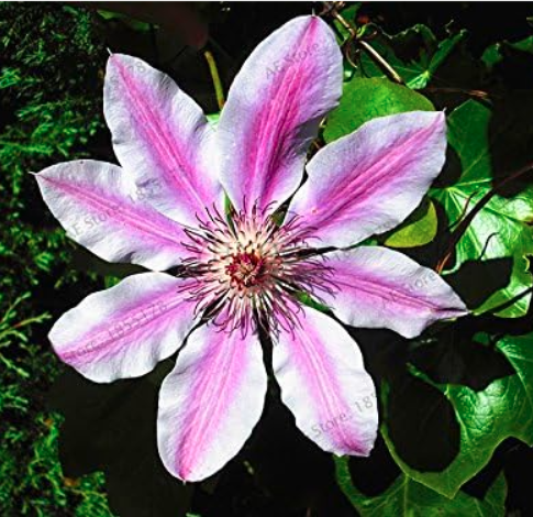 Rare Clematis Hybridas Seed Potted Balcony Clematis Climbing Flower (Color: 19)