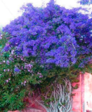 Pink Climbing Bougainvillea Spectabilis Willd Seeds (Color: 2)