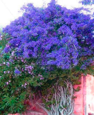 Pink Climbing Bougainvillea Spectabilis Willd Seeds (Color: 2)