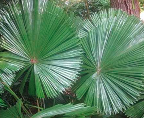 Exotic Palm Tropical Outdoor Evergreen Fan-Shaped Seeds