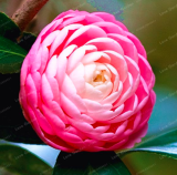 Common Camellia Seed Potted Flowers (Color: 13)