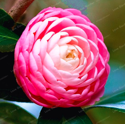 Common Camellia Seed Potted Flowers (Color: 13)