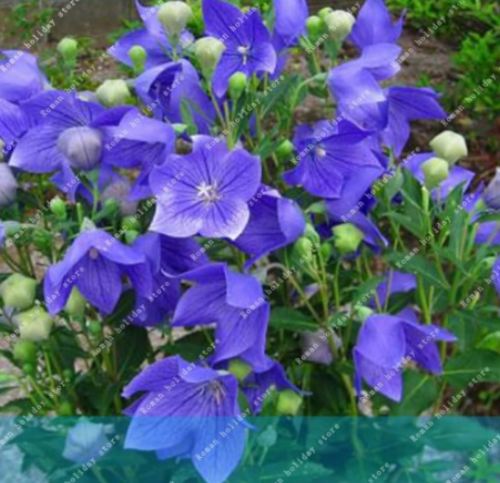 Platycodon Grandiflorum Indoor Balcony Flowers Seeds