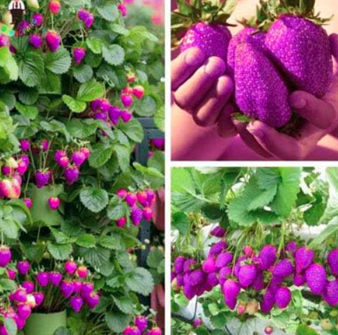 Sweet Purple Strawberry Seed Sweet & Juicy Indoor Garden (Color: 2)