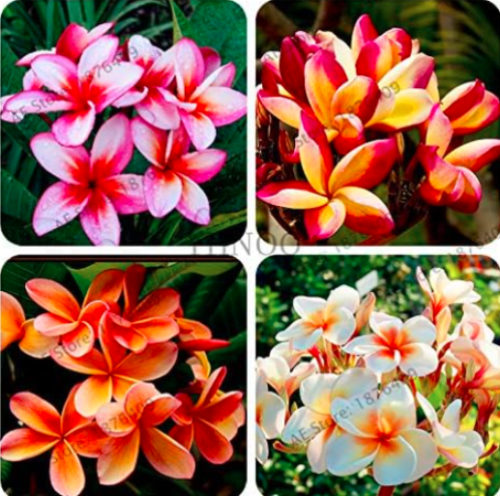 Fresh Frangipani Plumeria Rubra Flower Tree Seeds (Color: Mix)