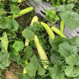 Green-veined Oriental Pickling Melon Seeds - Crisp Bai Gua Variety, High Yield, Thick Flesh, High Edibility