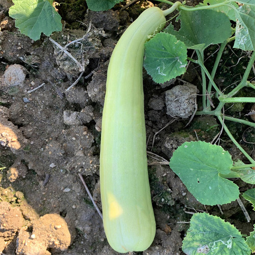 Yangchun White Melon Seeds, Premium White Melon Seeds, Disease-Resistant, High-Yield, Fast-Growing