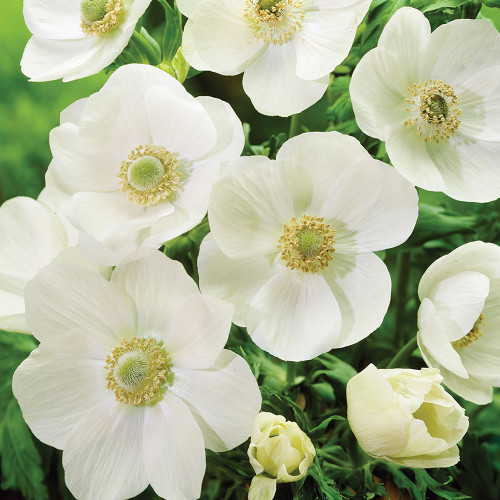 Anemone 'The Bride' Seeds – Elegant White Blooms for Garden & Wedding Use