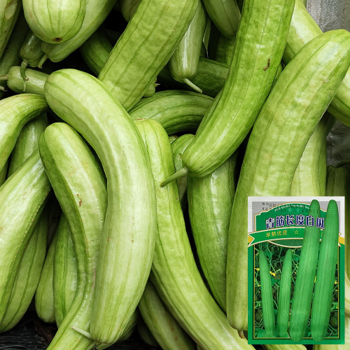 Green-veined Oriental Pickling Melon Seeds - Crisp Bai Gua Variety, High Yield, Thick Flesh, High Edibility