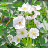Anemone 'The Bride' Seeds – Elegant White Blooms for Garden & Wedding Use