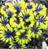 Oxalis Wood Sorrel Flower Seeds Shamrock Clover (Color: 18)
