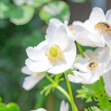 Anemone 'The Bride' Seeds – Elegant White Blooms for Garden & Wedding Use