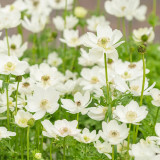 Anemone 'The Bride' Seeds – Elegant White Blooms for Garden & Wedding Use