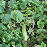 Green-veined Oriental Pickling Melon Seeds - Crisp Bai Gua Variety, High Yield, Thick Flesh, High Edibility