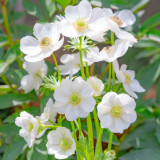 Anemone 'The Bride' Seeds – Elegant White Blooms for Garden & Wedding Use