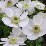 Anemone 'The Bride' Seeds – Elegant White Blooms for Garden & Wedding Use