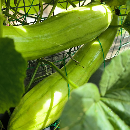 Green-veined Oriental Pickling Melon Seeds - Crisp Bai Gua Variety, High Yield, Thick Flesh, High Edibility