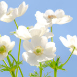 Anemone 'The Bride' Seeds – Elegant White Blooms for Garden & Wedding Use