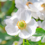 Anemone 'The Bride' Seeds – Elegant White Blooms for Garden & Wedding Use