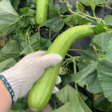 Green-veined Oriental Pickling Melon Seeds - Crisp Bai Gua Variety, High Yield, Thick Flesh, High Edibility