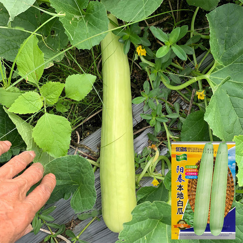 Yangchun White Melon Seeds, Premium White Melon Seeds, Disease-Resistant, High-Yield, Fast-Growing