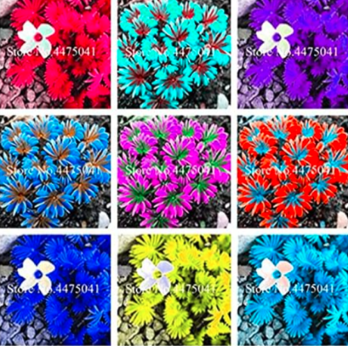 Rainbow Seed Oxalis Versicolor Flower Four Leaf Clover Seed - (Color: Mixed)