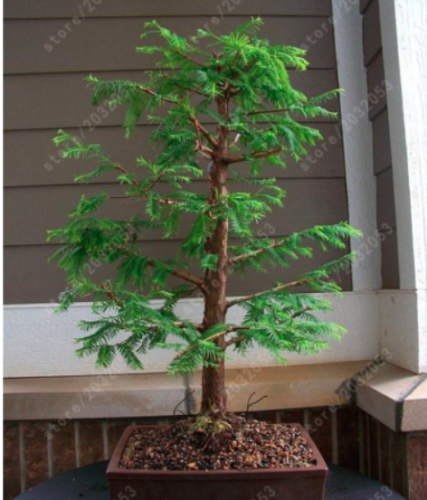 Redwood Forest Seed - Metasequoia glyptostroboides