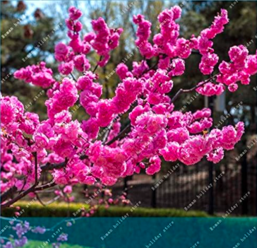 Flowering Plum Prunus triloba Tree Seed Outdoor Garden Flowering Plum