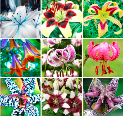 Hybrid Daylily Flowers Seed Hemerocallis Lily Outdoor & Indoor Seeds
