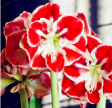 Amaryllis Bulbs True Hippeastrum Bulbs