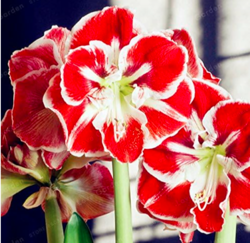 Amaryllis Bulbs True Hippeastrum Bulbs