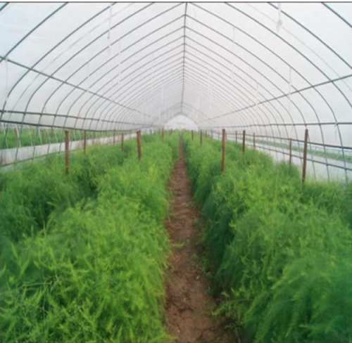 Asparagus Organic Seeds Heirloom Rare Green Vegetable Perennial Garden Bamboo