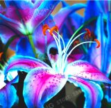 Rare Blue Lily Bulb Pleasant Fragrance Home and Garden Plants - (Color: 1)