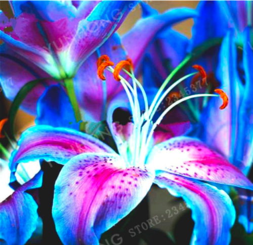 Rare Blue Lily Bulb Pleasant Fragrance Home and Garden Plants - (Color: 1)