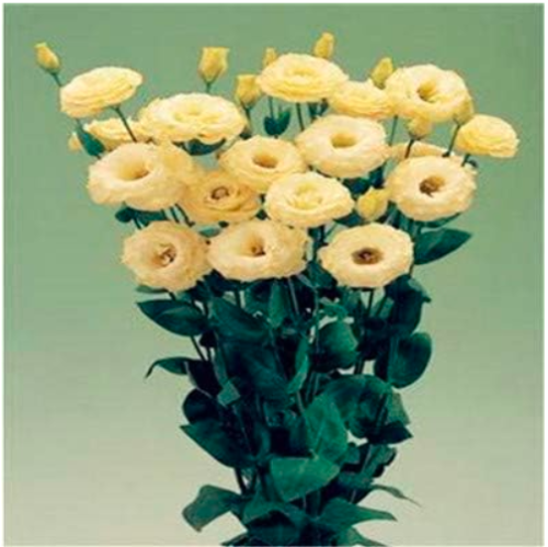 Eustoma Seed, Eustoma Flower (Color: 9)
