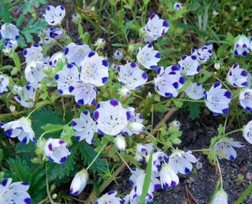Wildflower Spotted Violet Flowering Seeds - Perennial Flower Garden