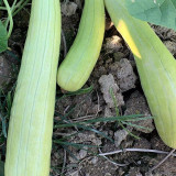 Ketian White-Veined White Melon Seeds, Premium White Melon Seeds, Disease-Resistant, High-Yield