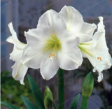 Amaryllis Bulbs True Hippeastrum Bulbs